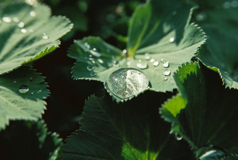 Garden Easter 2012 Kodak 200UC