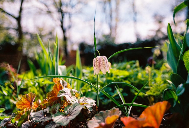 Garden Easter 2012 Kodak 200UC