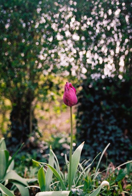 Garden Easter 2012 Kodak 200UC