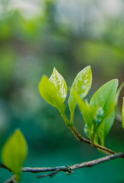 Garden Easter 2012 Kodak 200UC