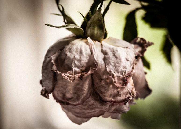 decaying rose 7.6 14.53