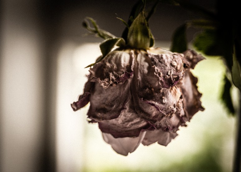 decay rose 8.6 11.21