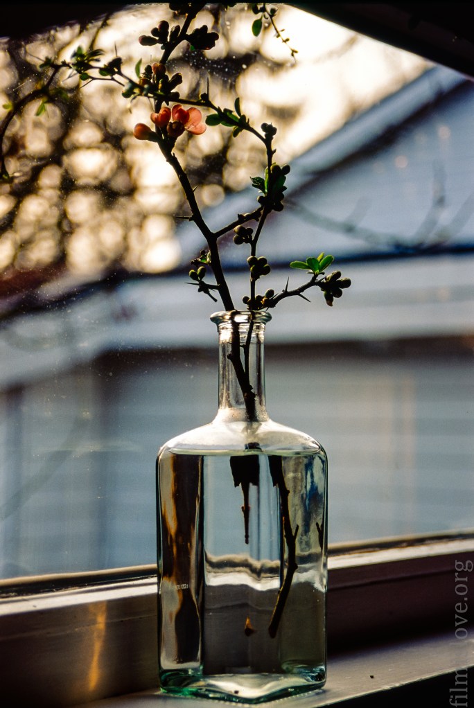 Nikon F80, Nikkor AF 20-105D, Kodak EBX, Lighroom 